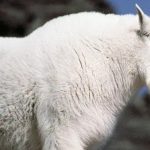 Blm cảnh báio nh ững con dê nao ‘Hung dữ’ dọc Theo Sôn