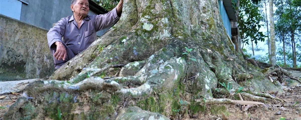 Ngắm 2 cây trầm hương hơn 200 năm tuổi được công nhận Cây Di sản Việt Nam