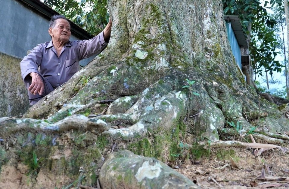 Ngắm 2 cây trầm hương hơn 200 năm tuổi được công nhận Cây Di sản Việt Nam