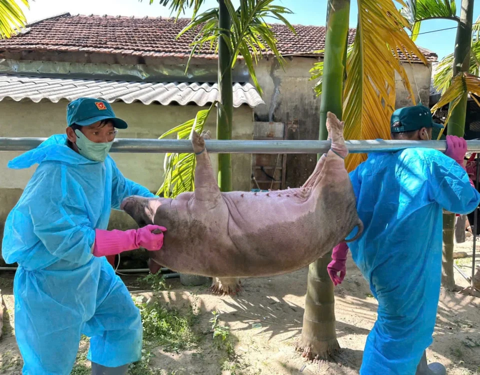 Dân Quảng Ngãi có heo bị dịch tả được hỗ trợ 40.000 đồng/kg