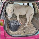 Ảnh trong bài viết: Tranh cãi việc chở ngựa lùn trong cốp xe ở Đức Tranh cãi việc chở ngựa lùn trong cốp xe ở Đức